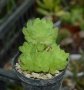 Хавортия (Haworthia cymbiformis var. obtusa) с много детки, снимка 1 - Стайни растения - 37398729