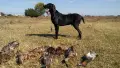 Курцхаар елитен чисто черен. , снимка 1