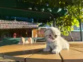 правоухи и клепоухи шотландски котета, снимка 1