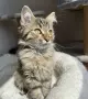 Търся да осиновя, снимка 2