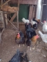 кокошки, снимка 4