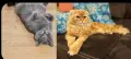 Прекрасни Шотландски Клепоухи котенца (Scottish Fold), снимка 12