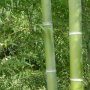 100 Семена от бамбук Moso-Bamboo красиво растение за декорация на вашата градина бамбук мосо бамбо б, снимка 13