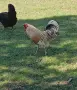 Домашно отглеждани петли , снимка 2