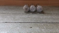 Радиолампи RFT ECC85. , снимка 5