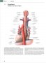 Атлас по анатомия PROMETHEUS от 1 до 3 том, PROMETHEUS Anatomi Atlası, Cilt 1-3, турски език, снимка 3