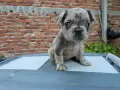 Синьо Мерле Флъфи френски булдог , снимка 1