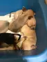 Чихуахуа момиче и момче  , снимка 3