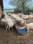 Продавам  овце, снимка 1