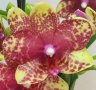 Орхидея фаленопсис Grosseto, снимка 1 - Стайни растения - 42155261