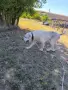 Мъжки алабай ..., снимка 3