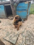 Малки кученца белгийска овчарка , снимка 3