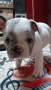Френски булдог мерле,момче., снимка 3