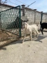  🐐 Продавам мъжки англо-нубийски ярета, снимка 2