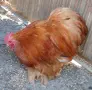 Продавам Петлета Мини Кохин , снимка 5