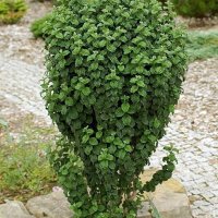 Дрян Компреса (Cornus sanguinea Compressa), снимка 1 - Градински цветя и растения - 42215028