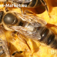 Пчелни майки сезон 2024 - лицензиран производител , снимка 1 - За пчели - 44746683