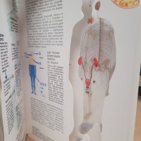 Човешкото тяло," прозрачна " енциклопедия от 1993 г., снимка 13 - Енциклопедии, справочници - 39007785
