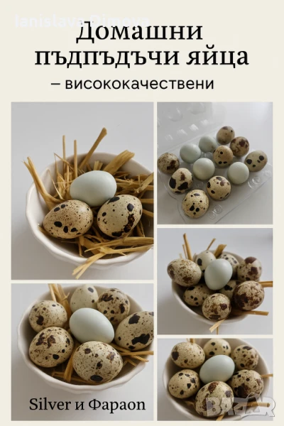 ПРЕСНИ пъдпъдъчи яйца , снимка 1