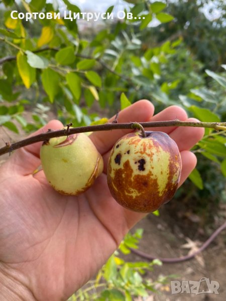 Едроплоден Хинап Hinap, снимка 1