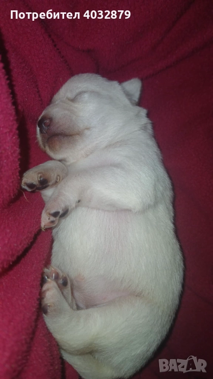 Продавам пинчари бели като сняг, снимка 1