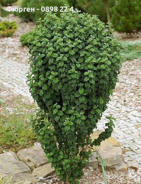 Дрян Компреса (Cornus sanguinea Compressa), снимка 1