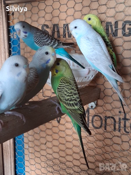 Вълнисти папагали , снимка 1