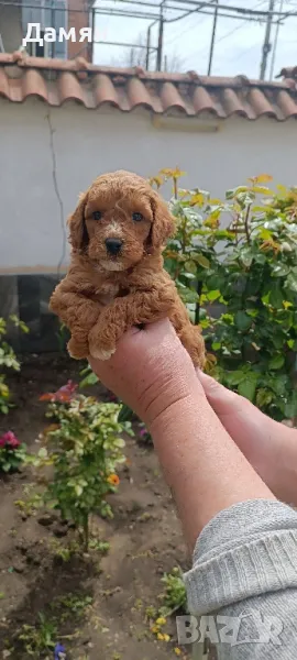 Пудел той мини пудел, снимка 1
