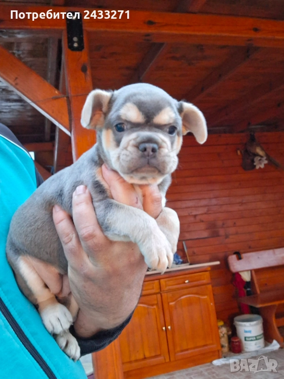 Френски булсог, снимка 1