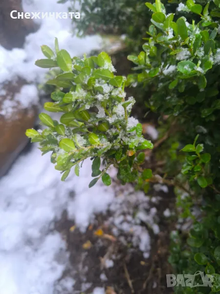 Клончета чемшир за вкореняване, снимка 1
