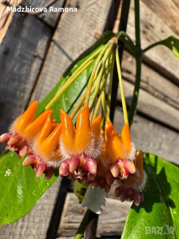 Hoya praetorii , снимка 1