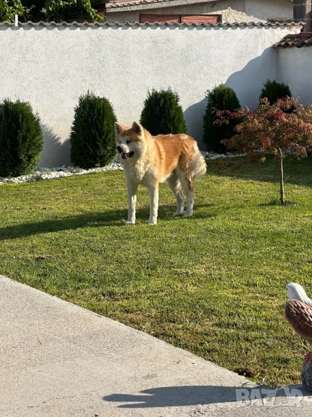 Акита ину , снимка 1