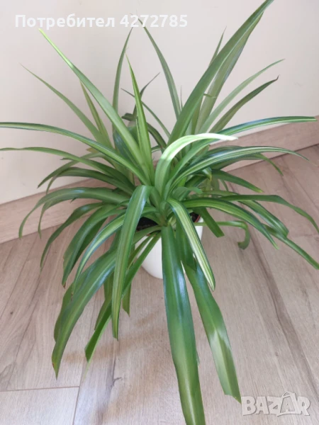 Хлорофитум Хавай, снимка 1