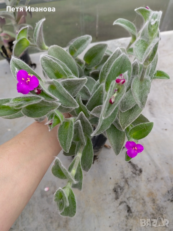 Tradescantia sillamontana, снимка 1