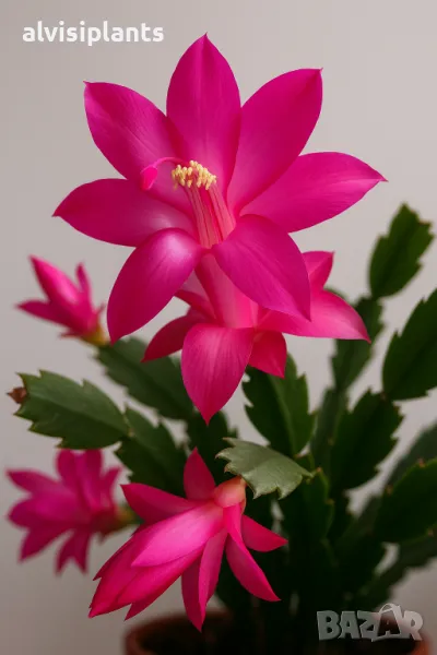 Коледниче, шлумбергера, с розови цветове , снимка 1