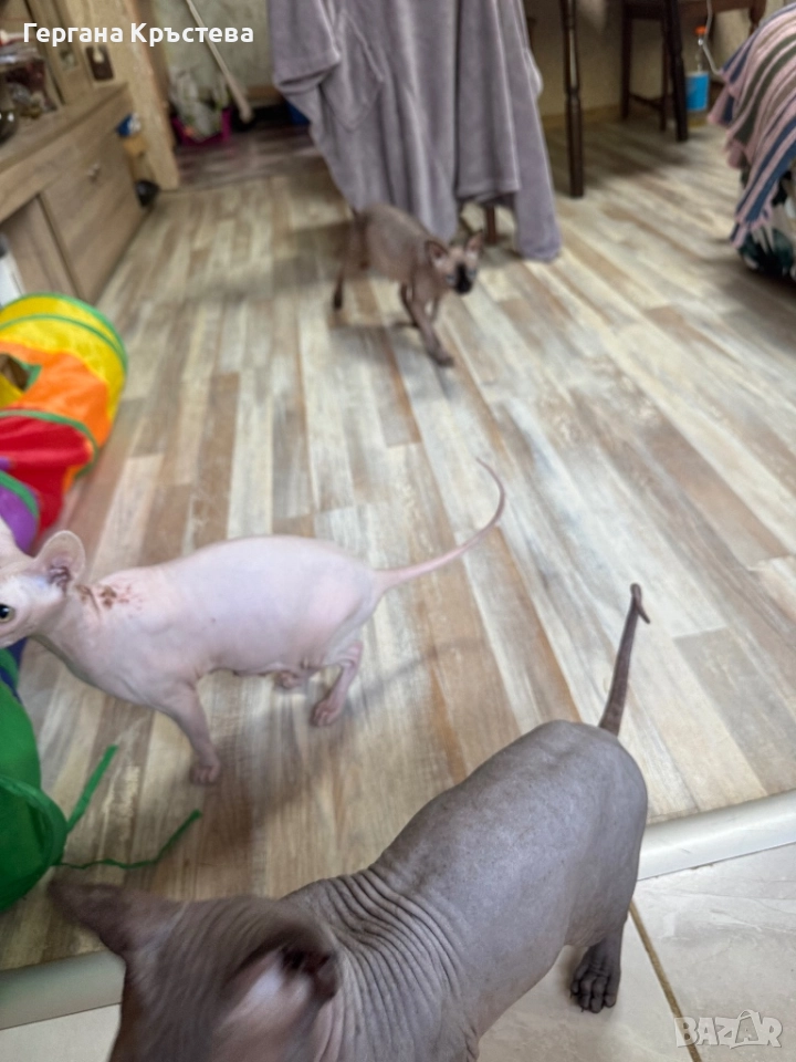 Канадски Сфинкс , снимка 1