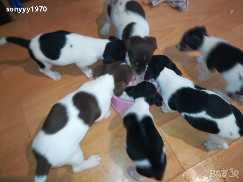 ДЖАК РЪСЕЛ-250ЛВ ЗА КУЧЕНЦЕ 1909250859, снимка 1