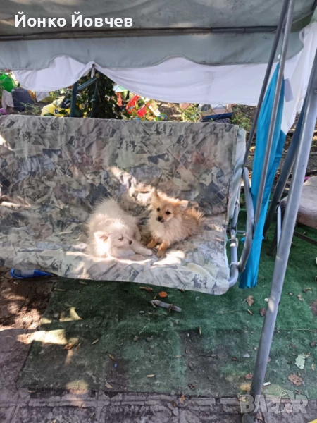 Немски шпиц  , снимка 1