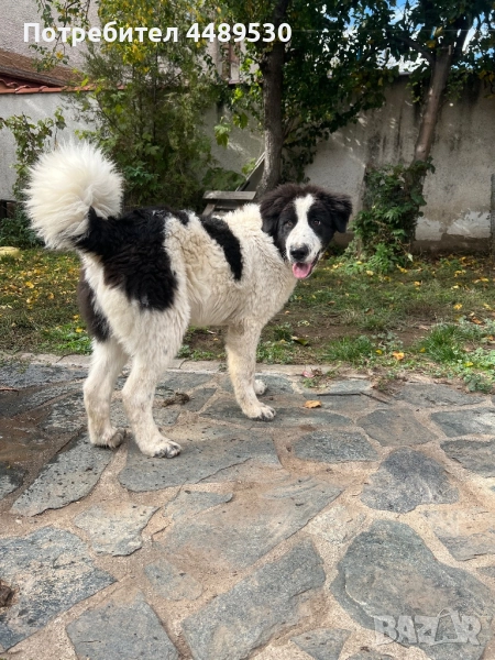 Сертифициран развъдник продава българско овчарско куче / каракачанка, снимка 1