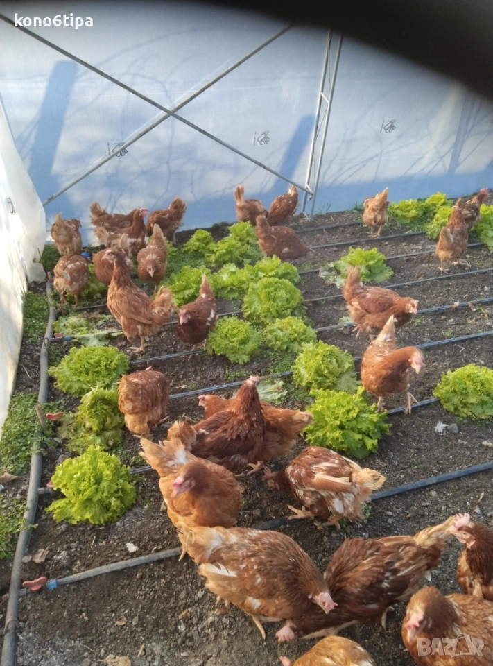 кокошки носачки, снимка 1