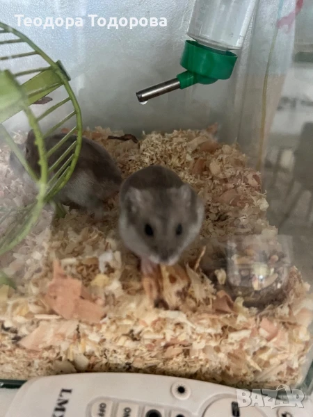 Подарявам мини Джунгарски хамстери, снимка 1