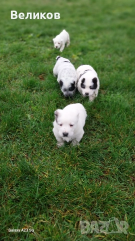 Алабай кученца Мъжкари , снимка 5 - Алабай - 52933193