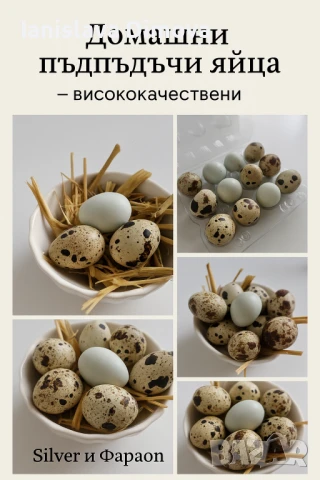 ПРЕСНИ пъдпъдъчи яйца , снимка 1