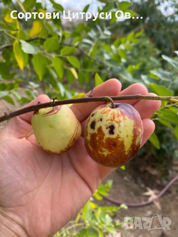 Едроплоден Хинап Hinap