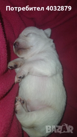 Продавам пинчари бели като сняг