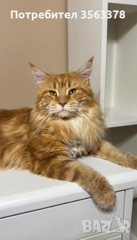 Мейн кун мъжки 