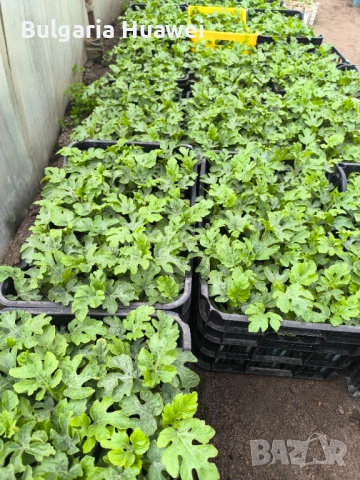 Разсад дини сорт Соренто, снимка 2 - Разсади - 54278823