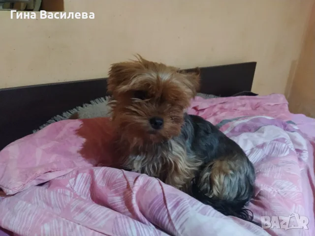 йоркширски териер, снимка 3 - Йоркширски териер - 55878054