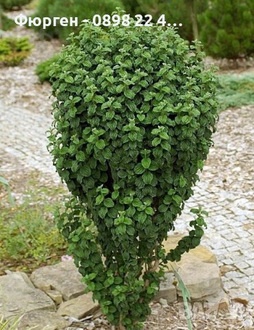 Дрян Компреса (Cornus sanguinea Compressa)