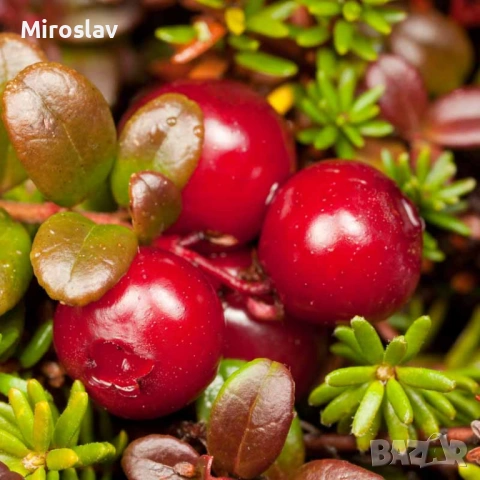 Червена Боровинка, снимка 3 - Градински цветя и растения - 54009213